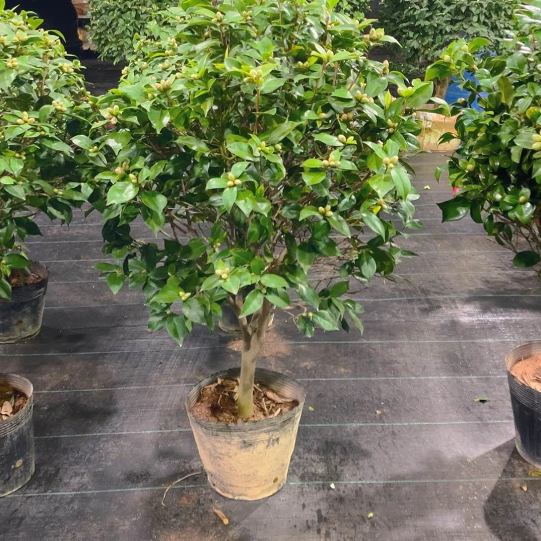 完全开放白****8赤丹