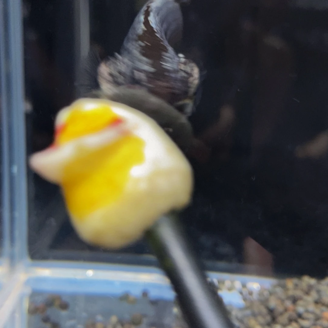 热带鱼公2721*1巨斗