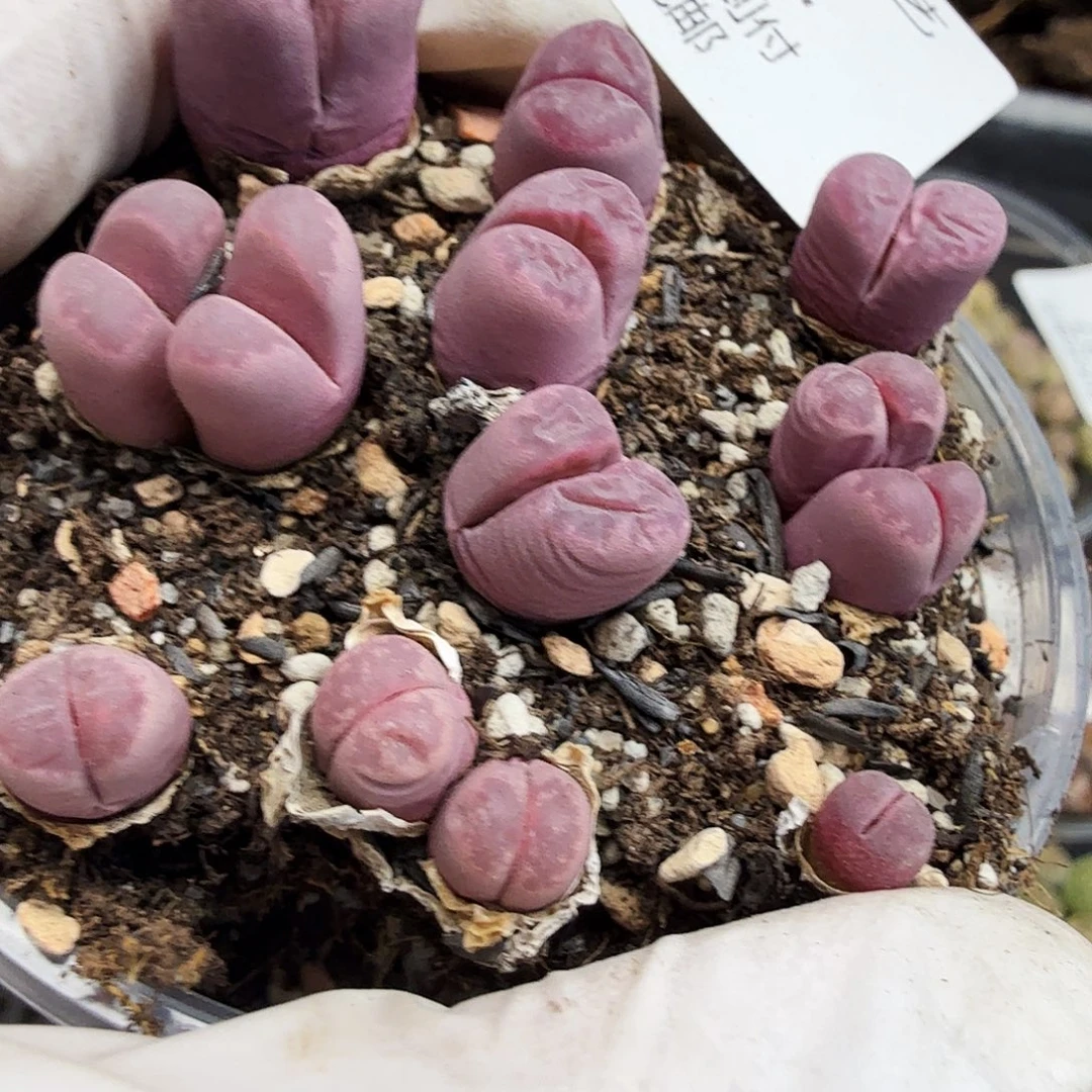 是因为他们没有勇气离432我