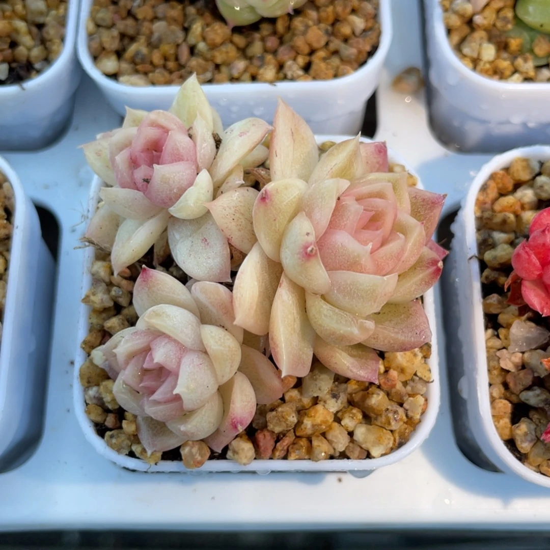 优选粉心麦杆孤品2779