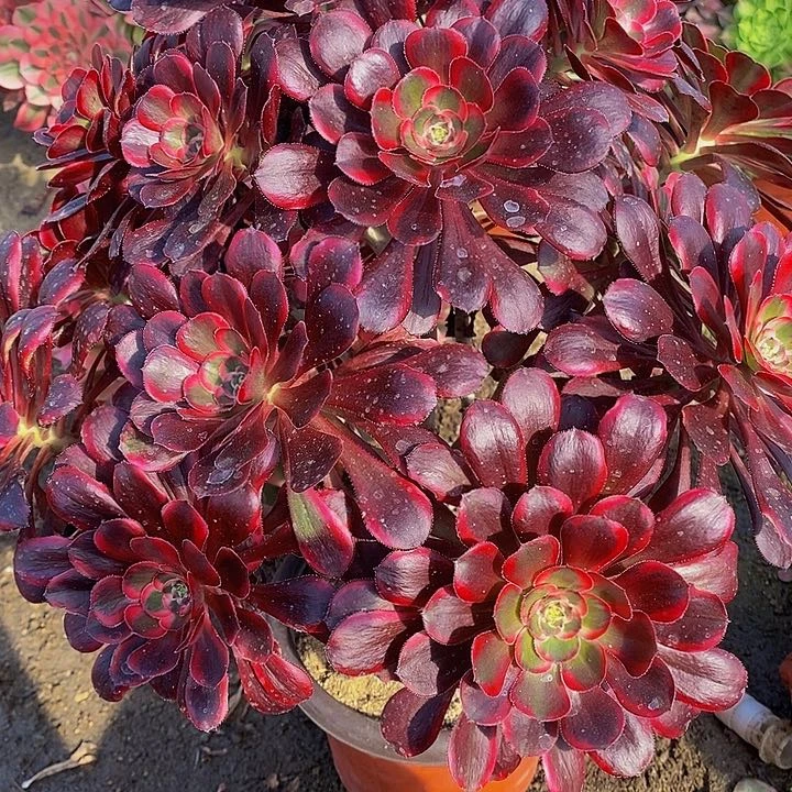 多肉丽娜568多肉