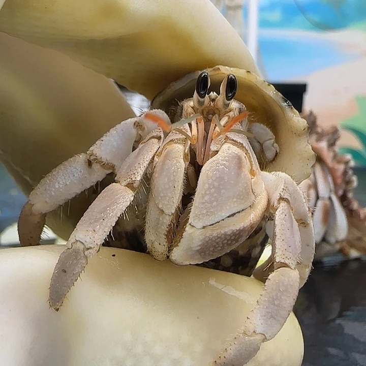 A62灰白1.9cm口径