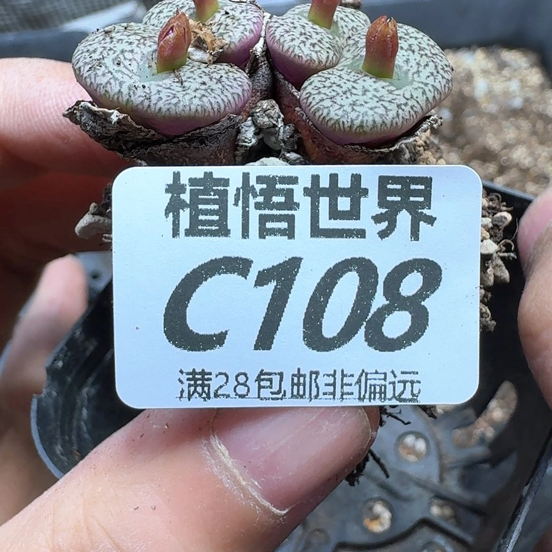 多肉植物的润泽fh