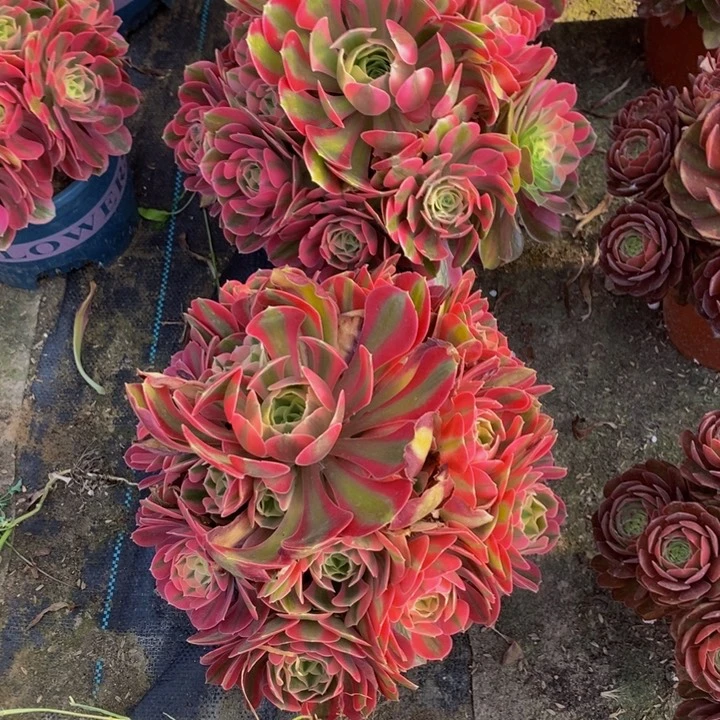 粉女巫一颗多肉植物