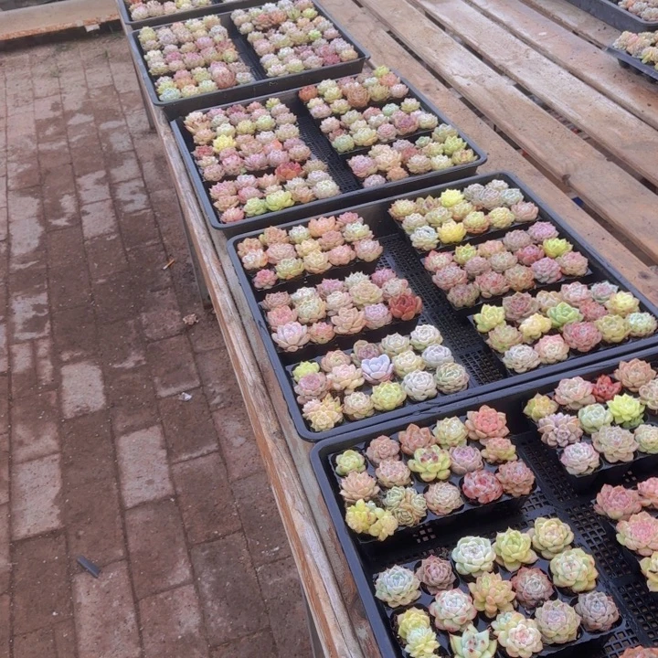 优选15颗混合品种