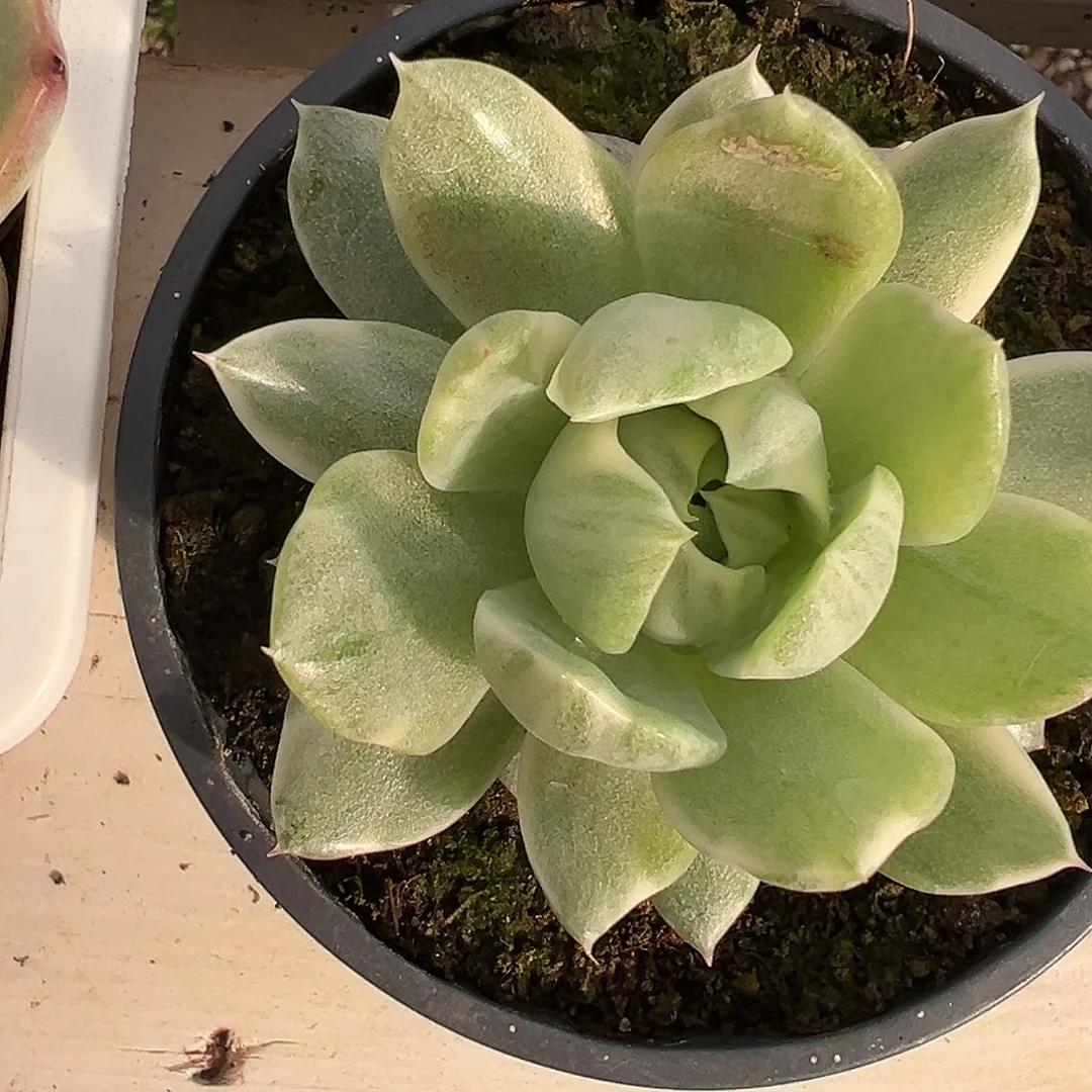 满38包邮拉丝多肉植物