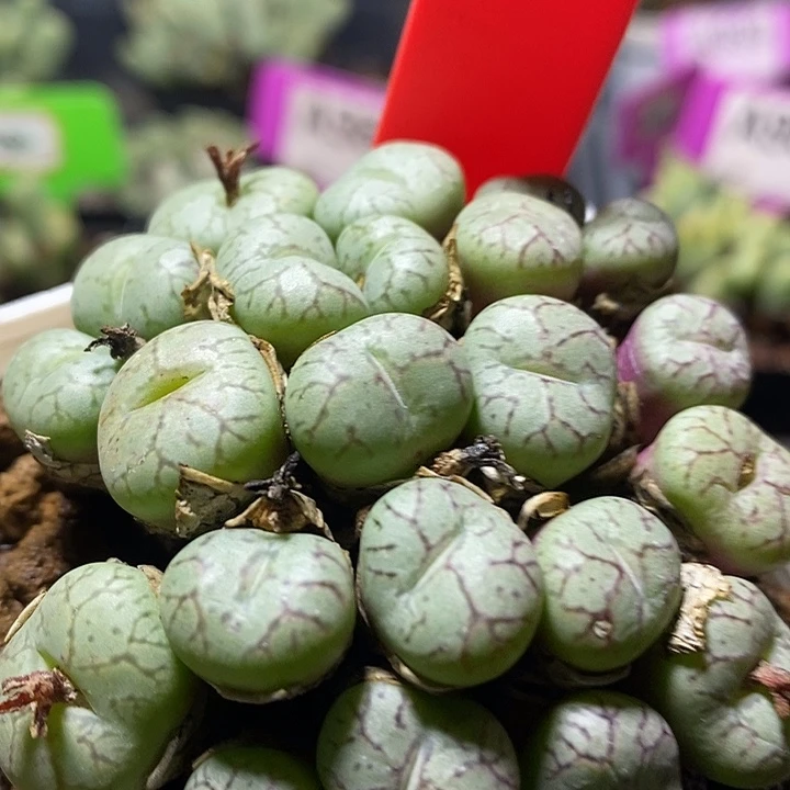 今天晚上你有安排不过来6003