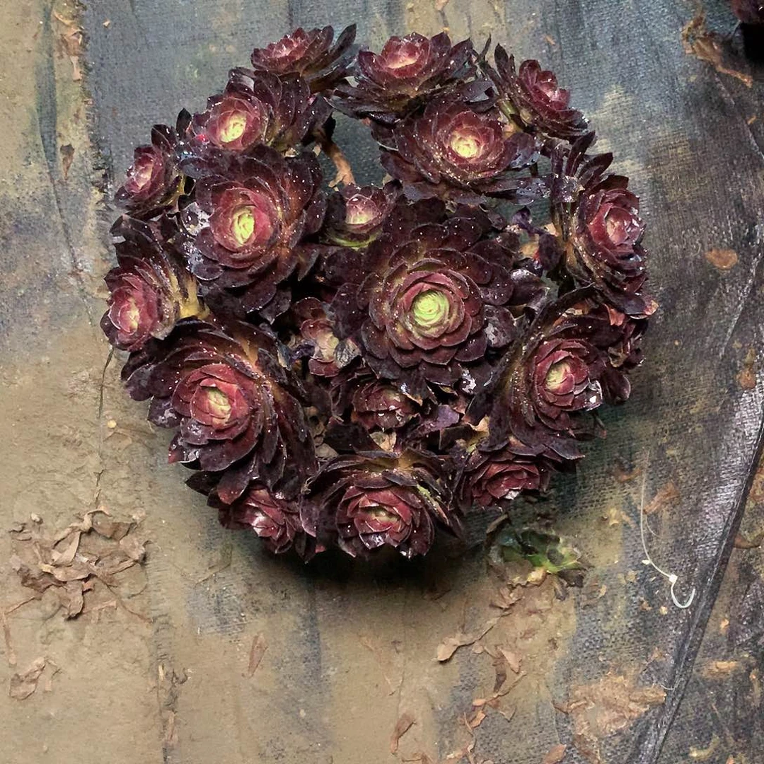 雯*多肉多肉多肉多肉97