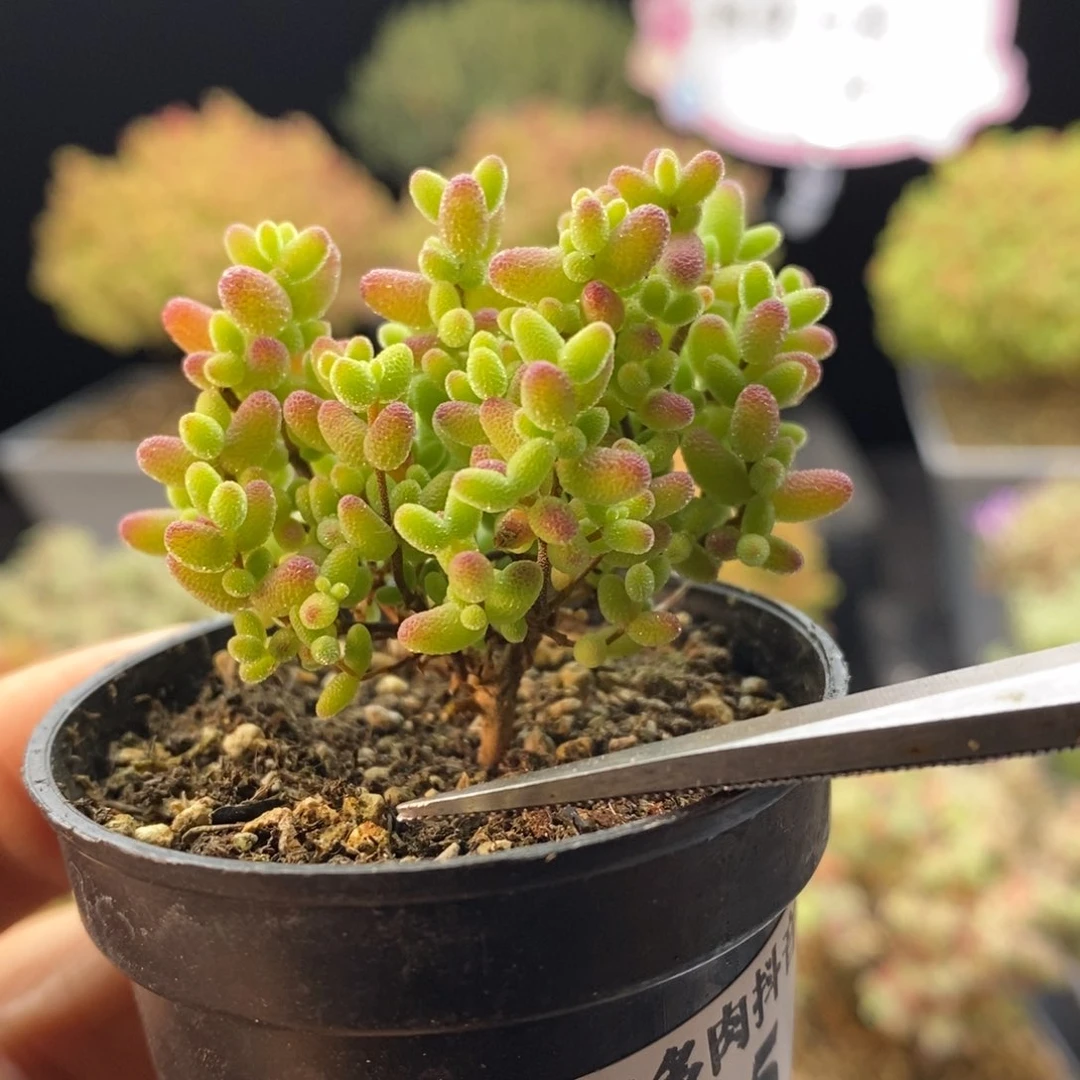 405蜜橘糖球。