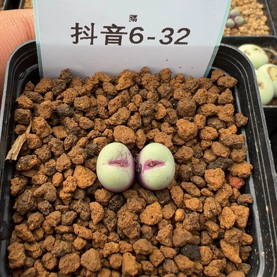 狮****仙6-32肉锥多肉植物，