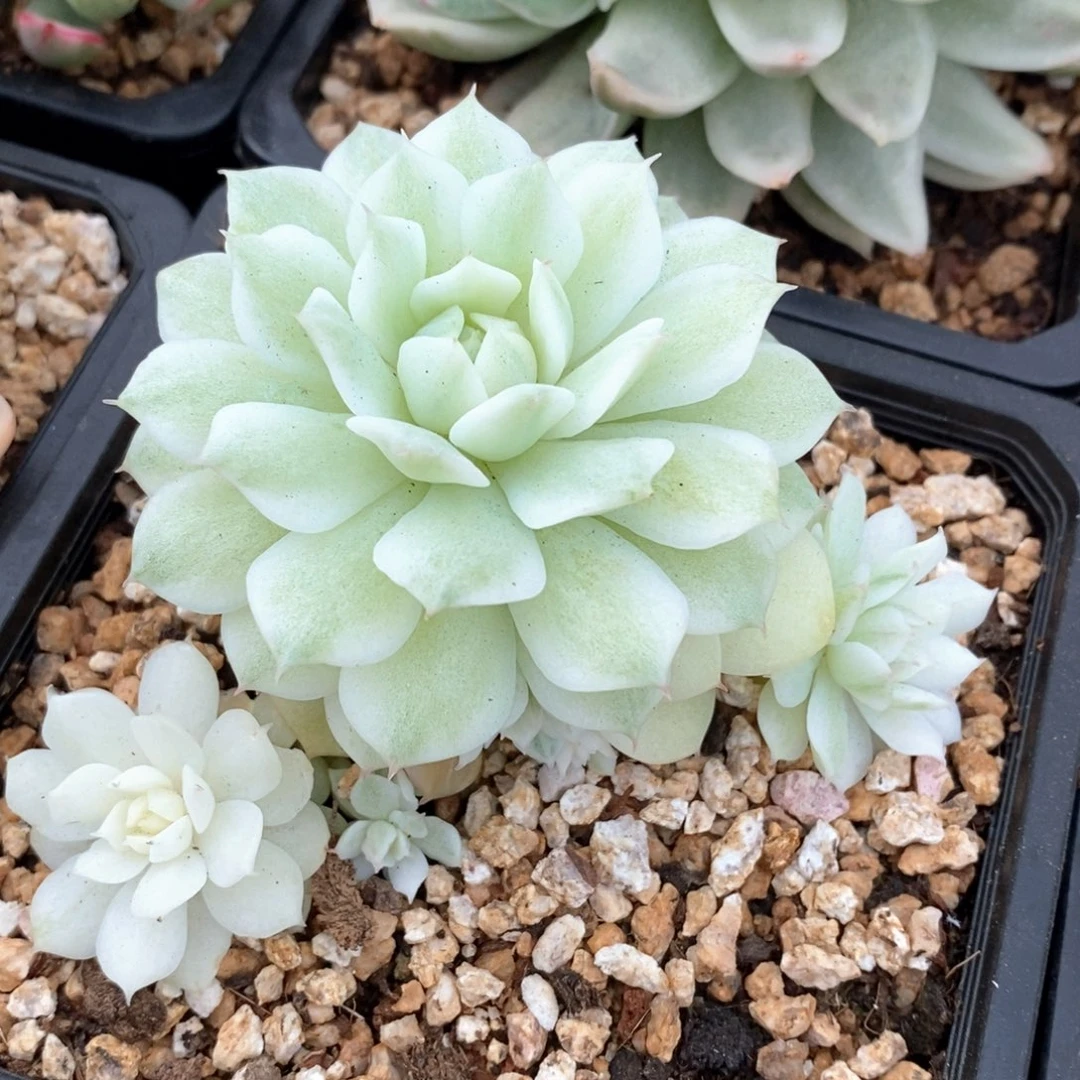 静夜锦群多肉锦景天