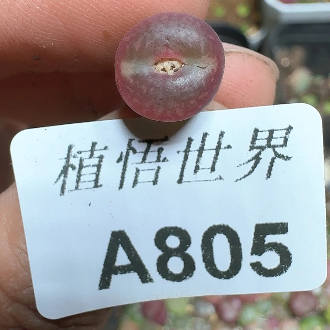 805盒多肉植物哇f c
