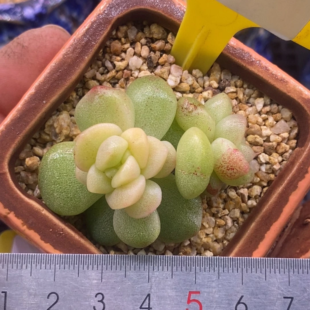 573冰玉石化，富轮锦……