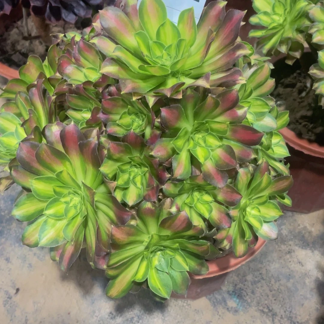 102韶华11111多肉