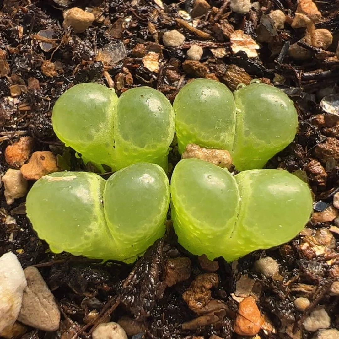 852多肉植物百科