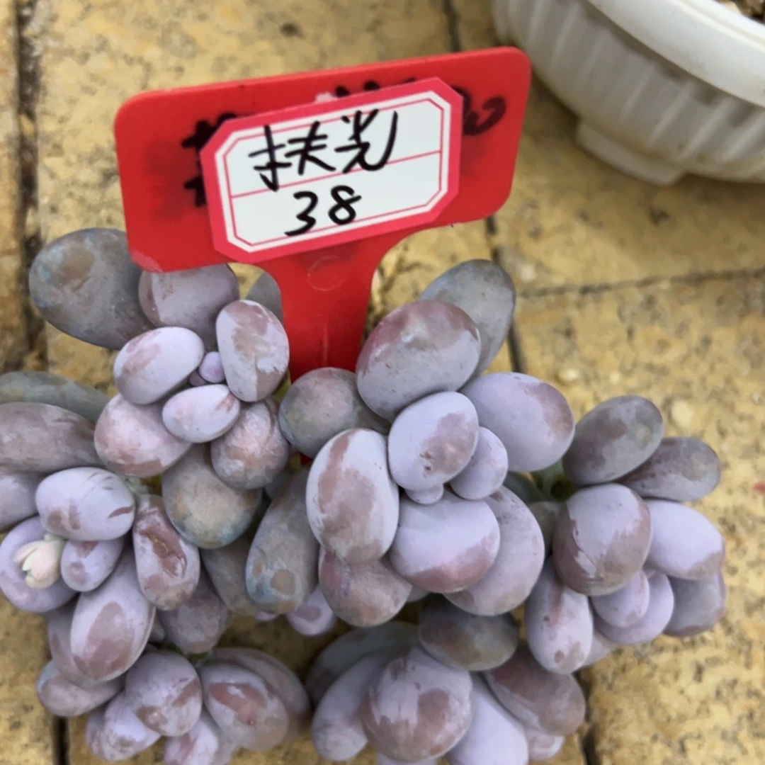 扶***光我是花卉专用车司机，扶光38