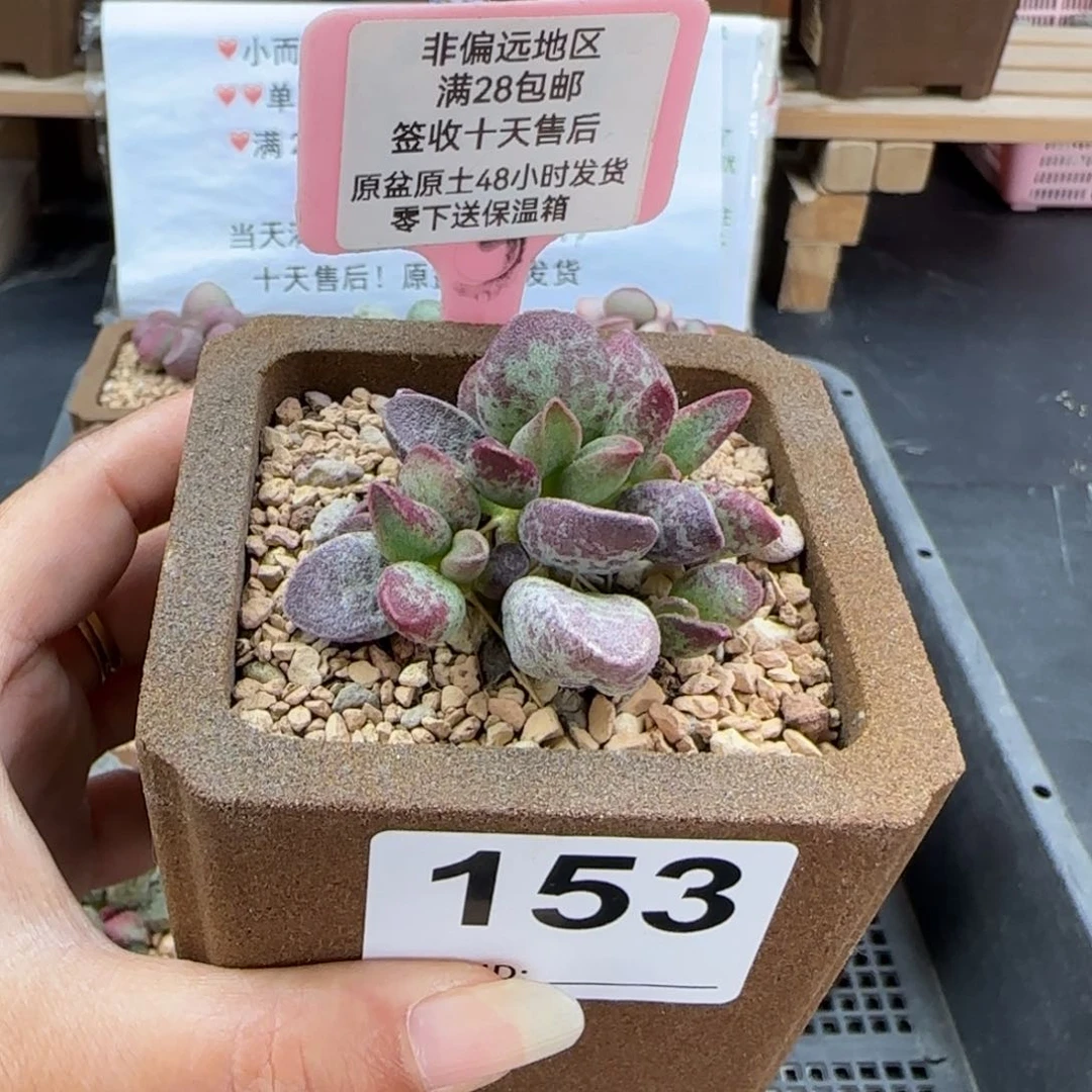 153艾薇多肉植物