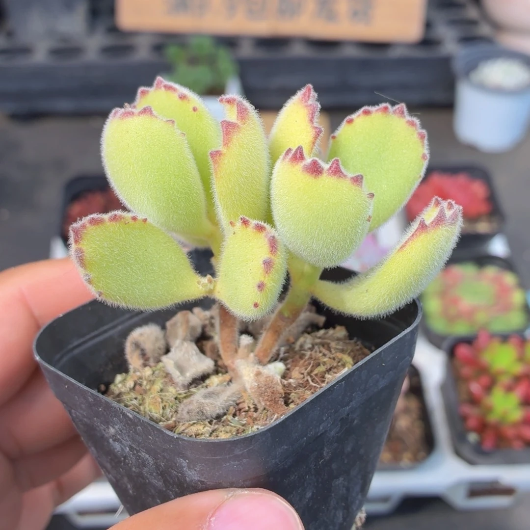 绿熊多肉9.9包邮发货