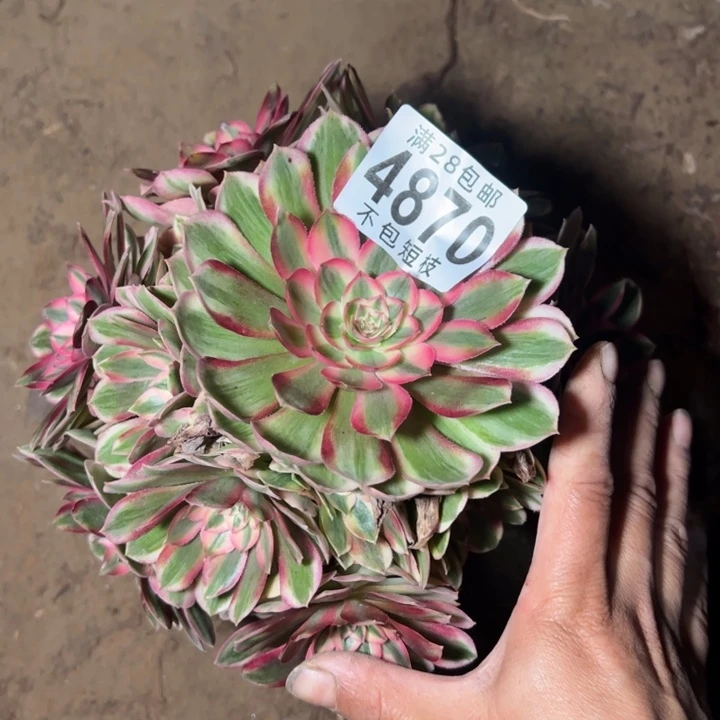 瑶光多肉植物法师4870