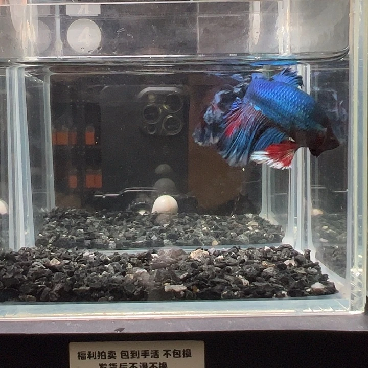 斗鱼一单包邮9日4