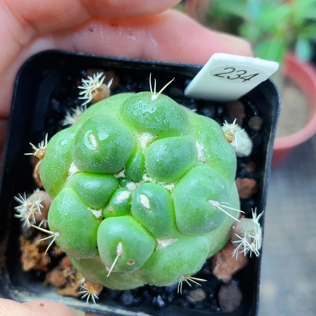 非偏远地区满25包邮仙人球裸根