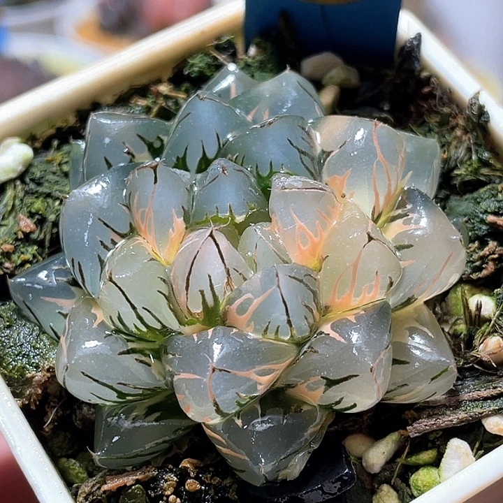 773水中月錦母本級別