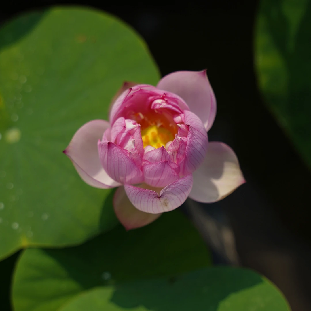 【颜汐】周劲松家小微型盆栽露天阳台家庭种植碗莲荷花种藕根茎苗