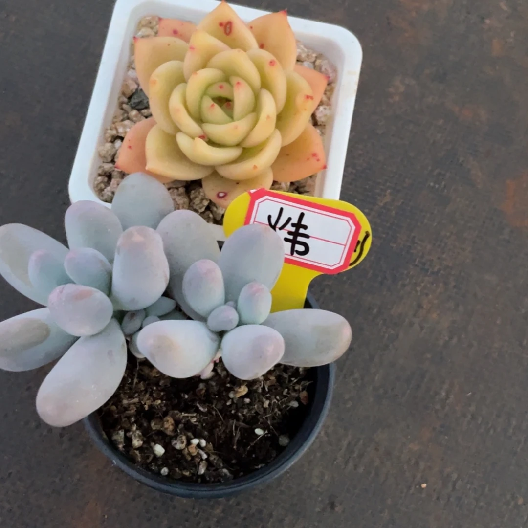 炜姐姐我要买衣服穿什么