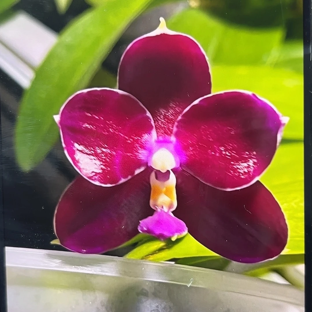 当前无花栽培后可以开花斑马809