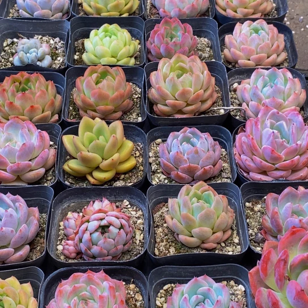 463多肉植物我都不
