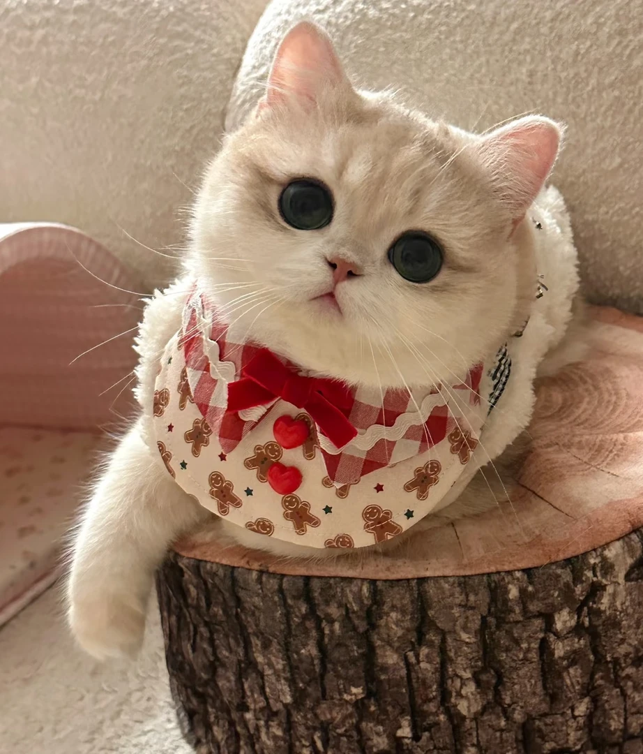 【胖虎家专属】明盒猫用的快乐链接