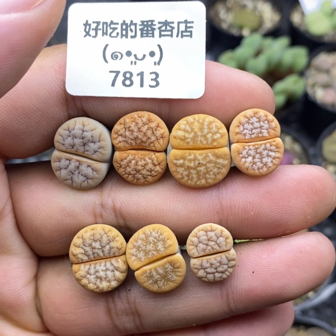 7813。特价。。。。。。。。