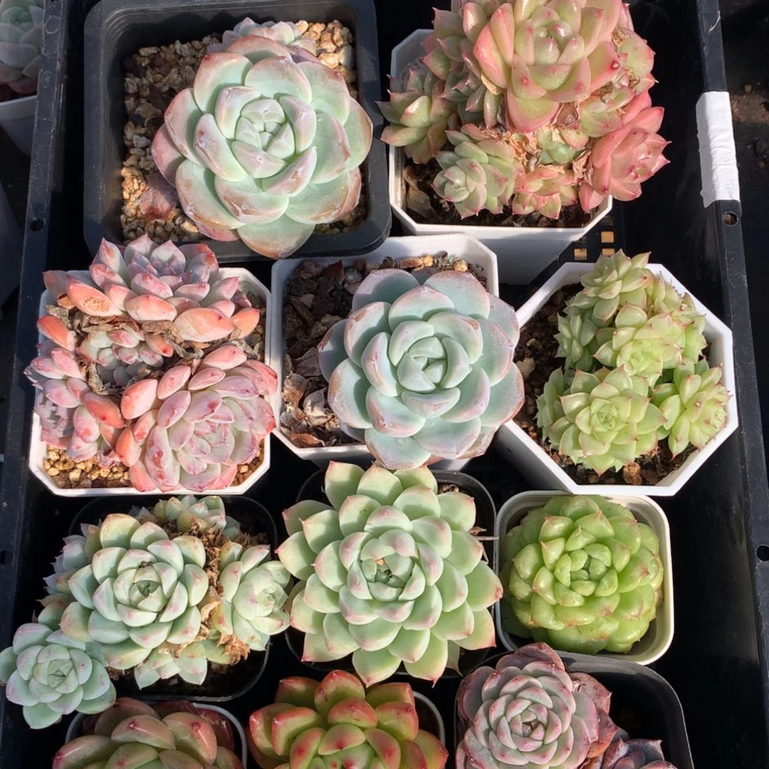 1127-05 套餐一组