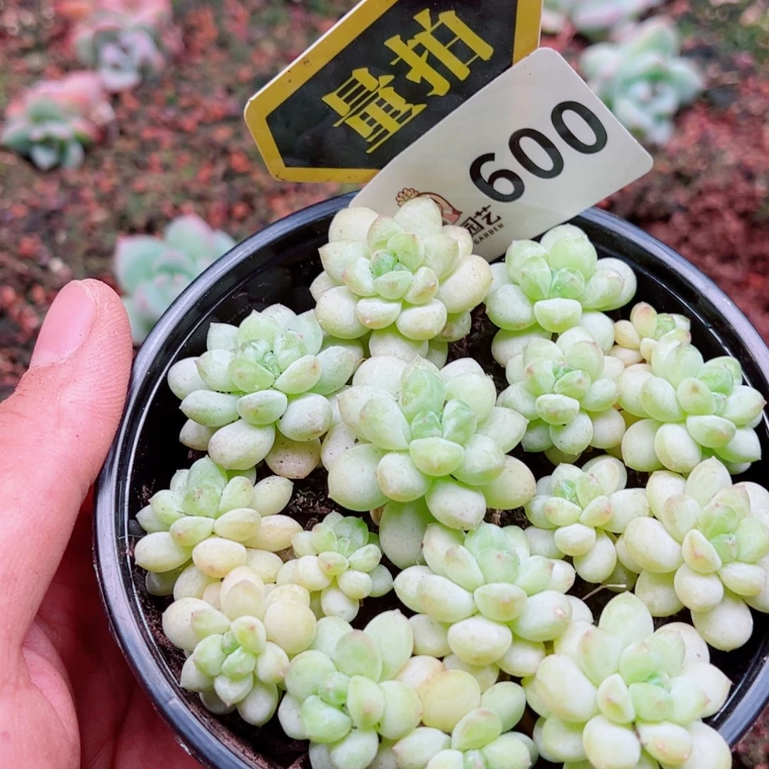 多肉植物多肉植物