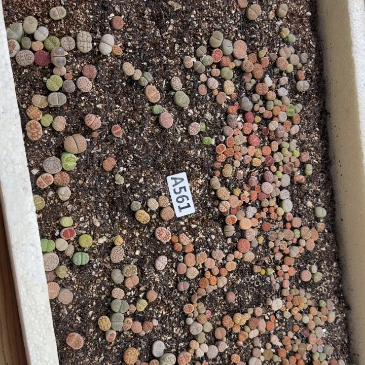 生561石花整筐脱土发货