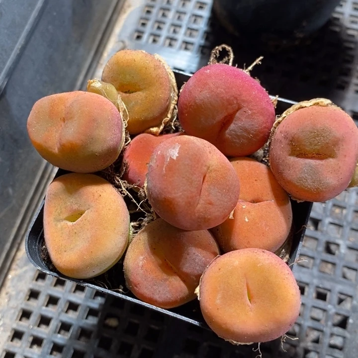 23125水蜜桃2颗一组