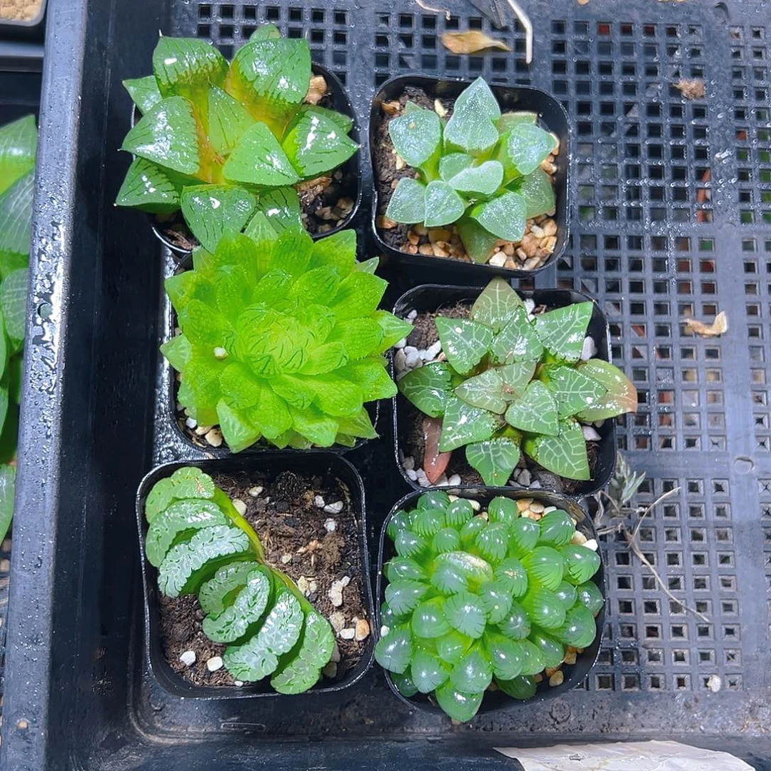 套餐二玉露多肉多肉植物
