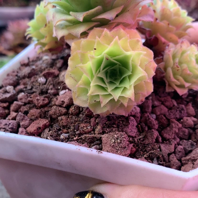 【闪购商品】是**呀飞天746