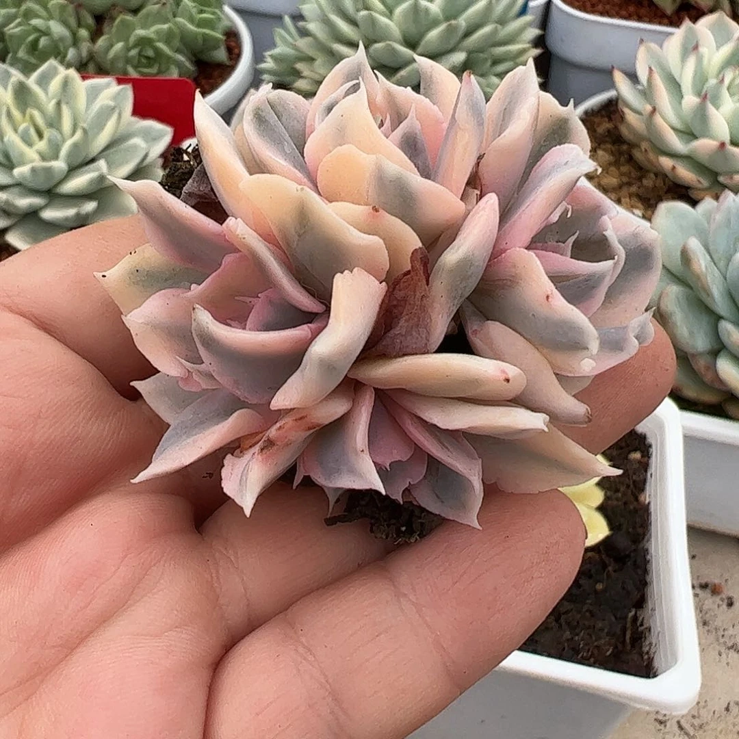 利比里亚锦四头多肉植物01