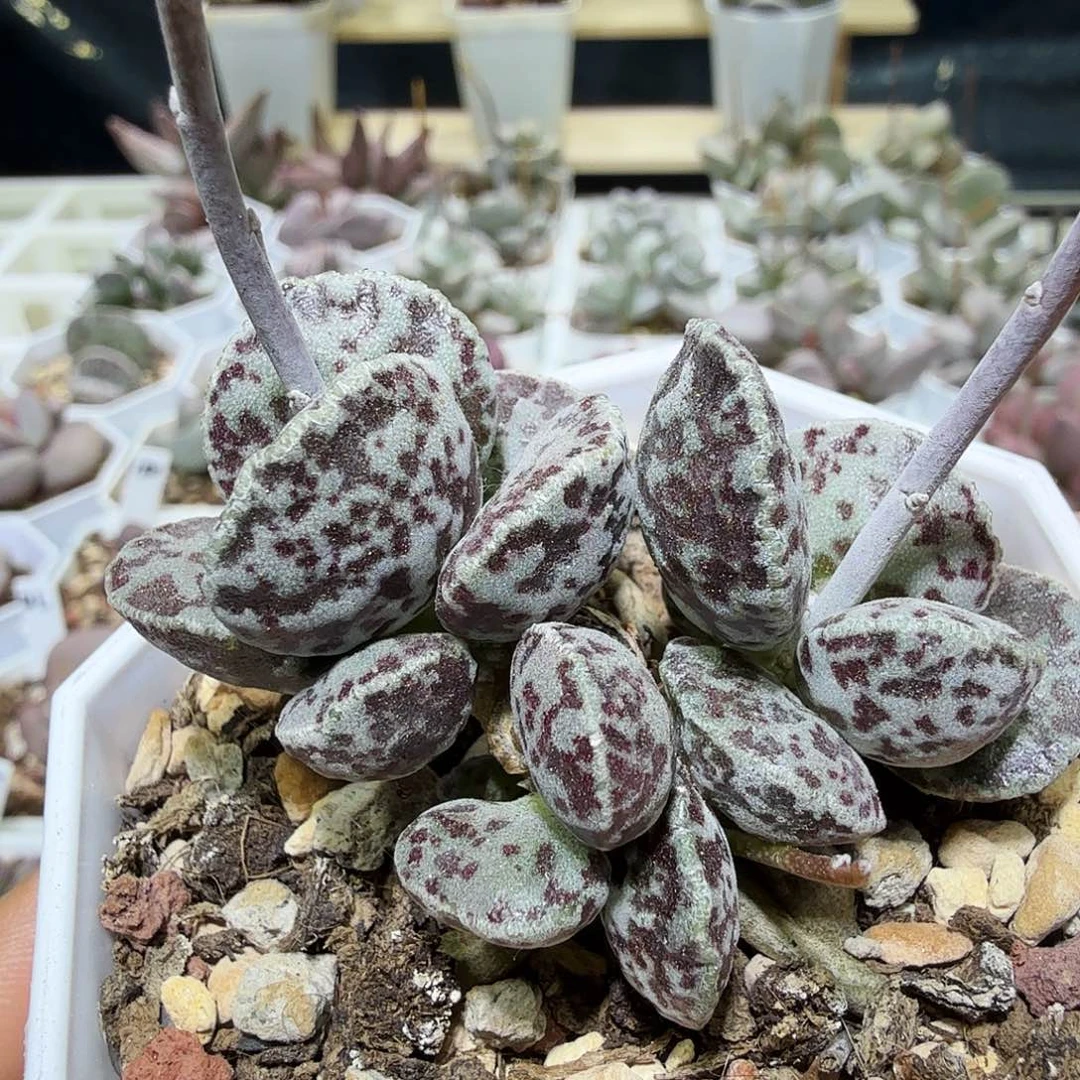 皱叶马丁水泡多肉植物
