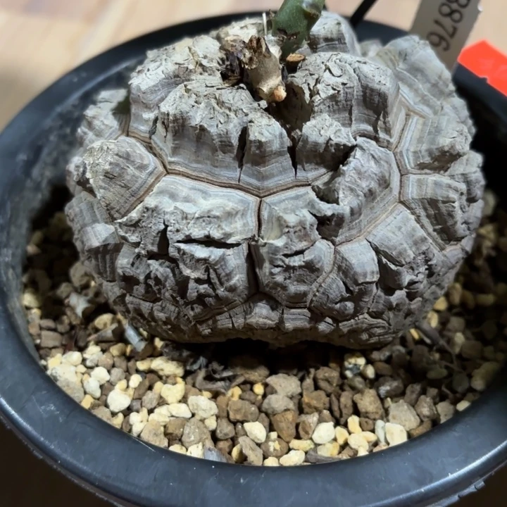 圣诞节日系龟甲龙特惠带盆