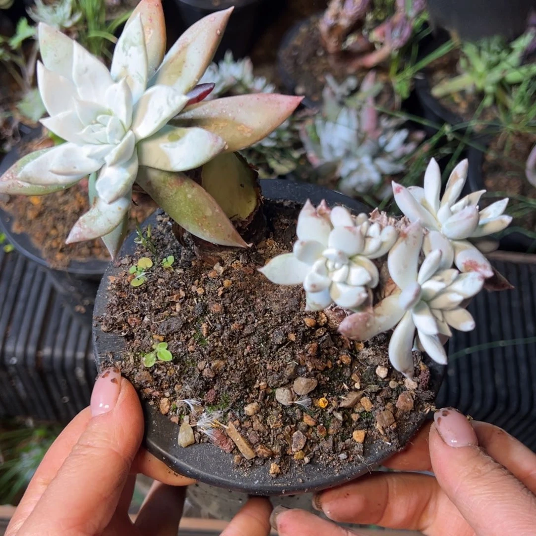 1497哈哈哈哈哈哈哈哈哈