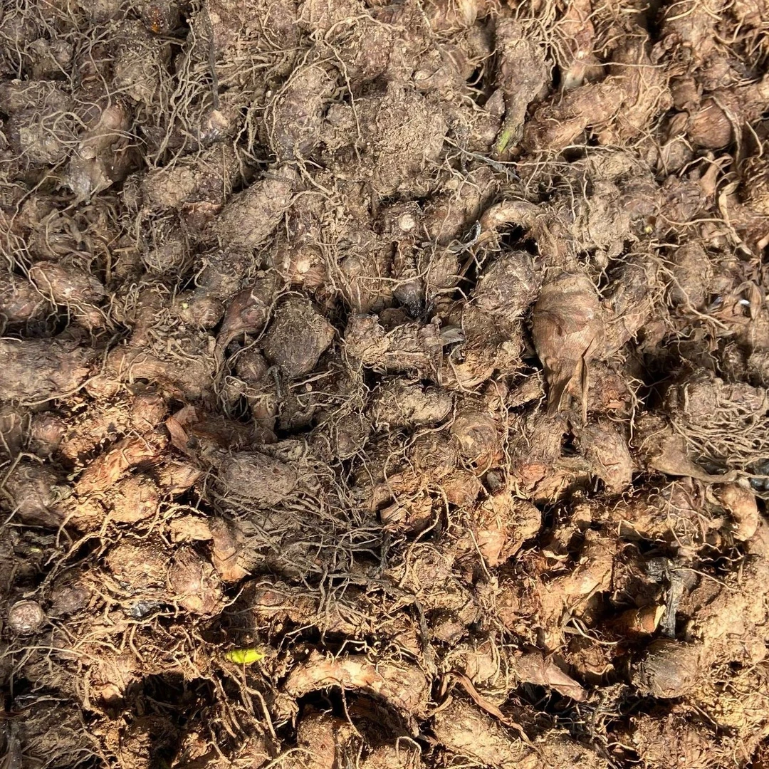 山东南湖香芋小侧芋