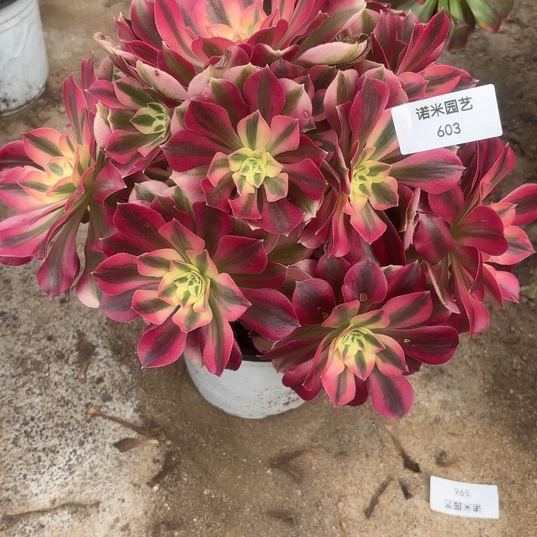 女巫多肉植物大颗603