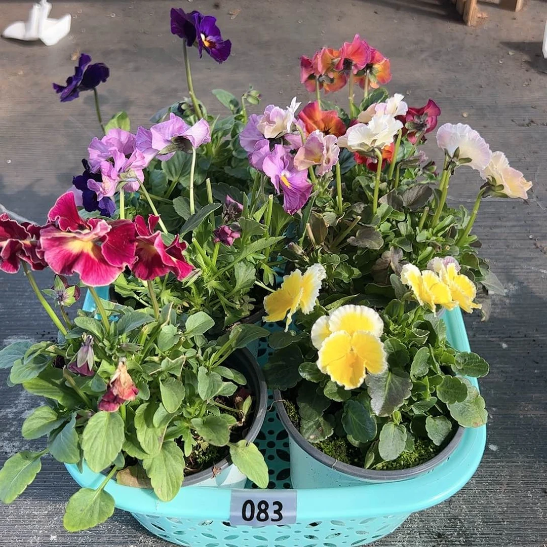 【闪购商品】083号