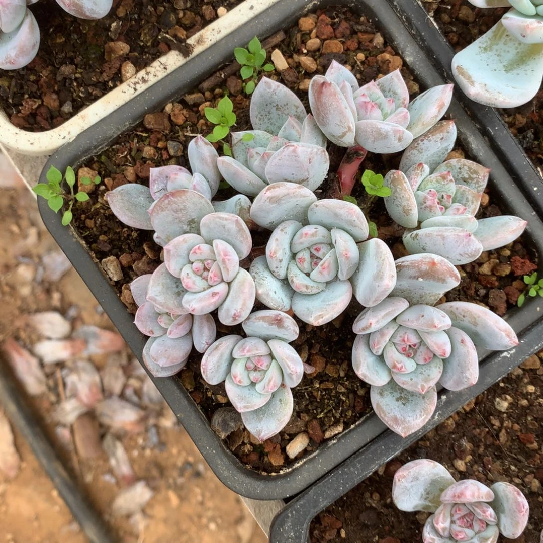 无花朵哈哈哈哈哈哈哈哈29