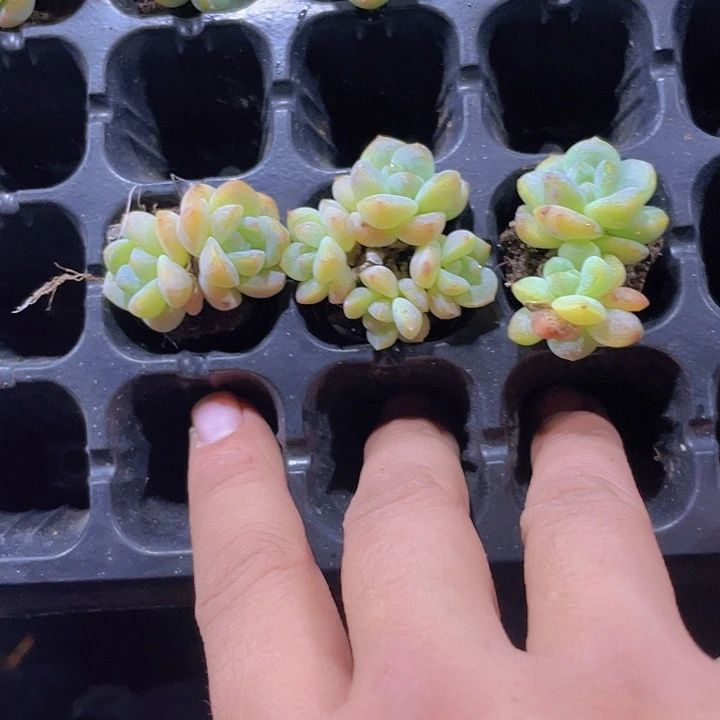 龙***厨冰玉3颗多肉植物了