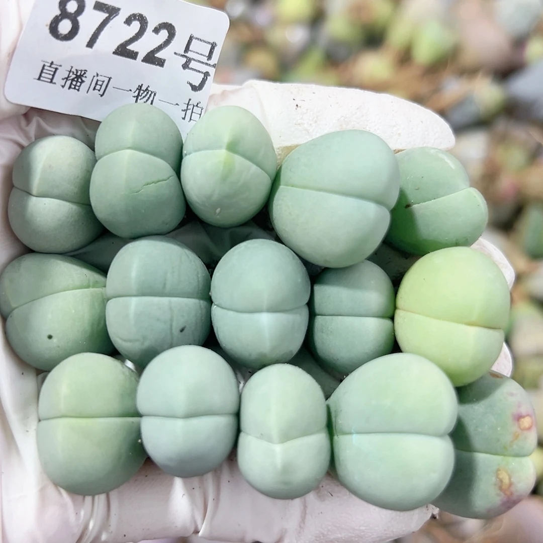 8722 好养易活生石花大母本15个