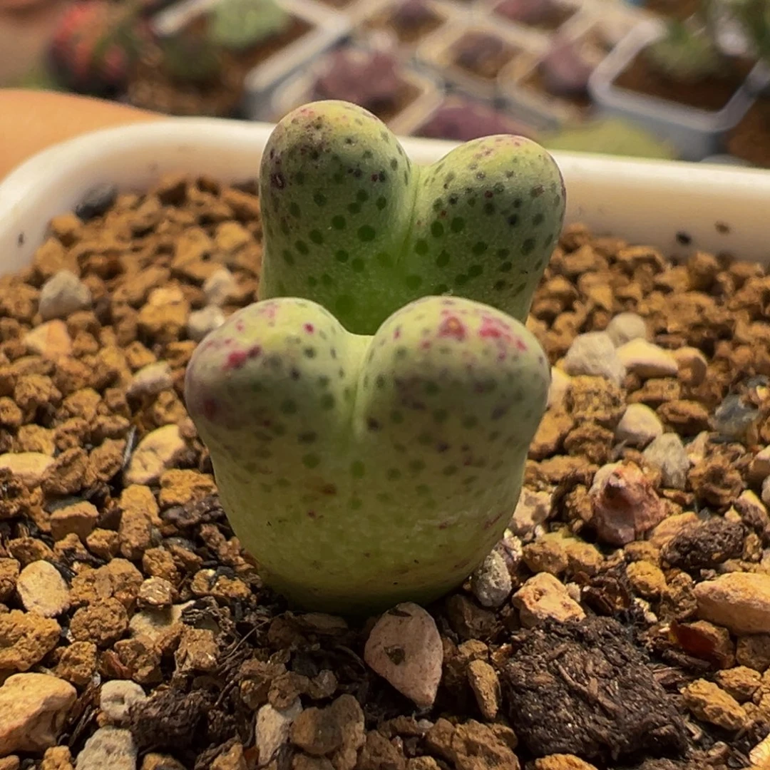 草莓斑马多肉植物植物盆栽栽培