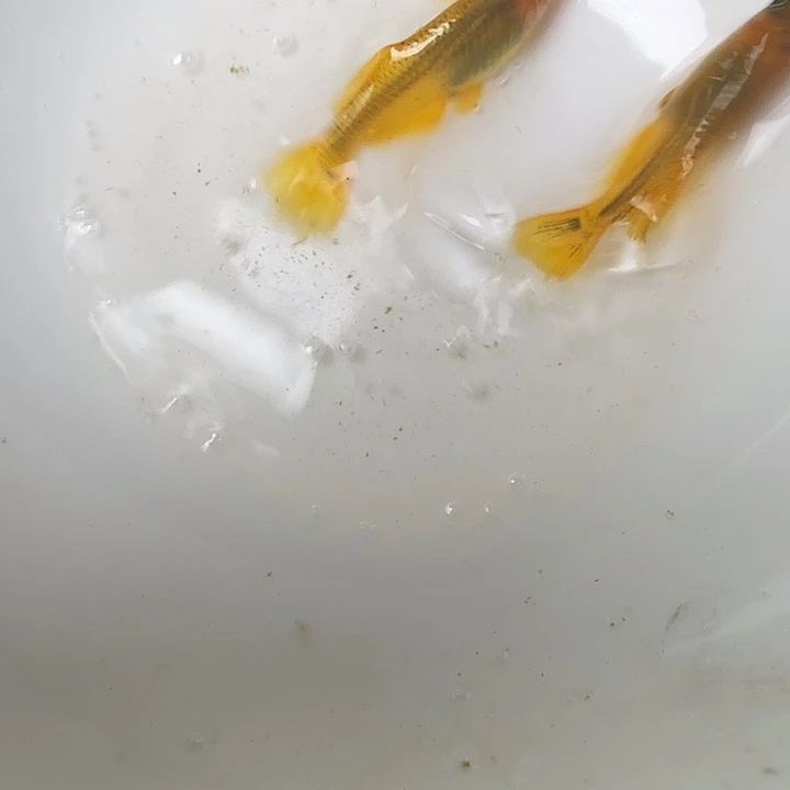 青鳉鱼10号拍品金龙之舞